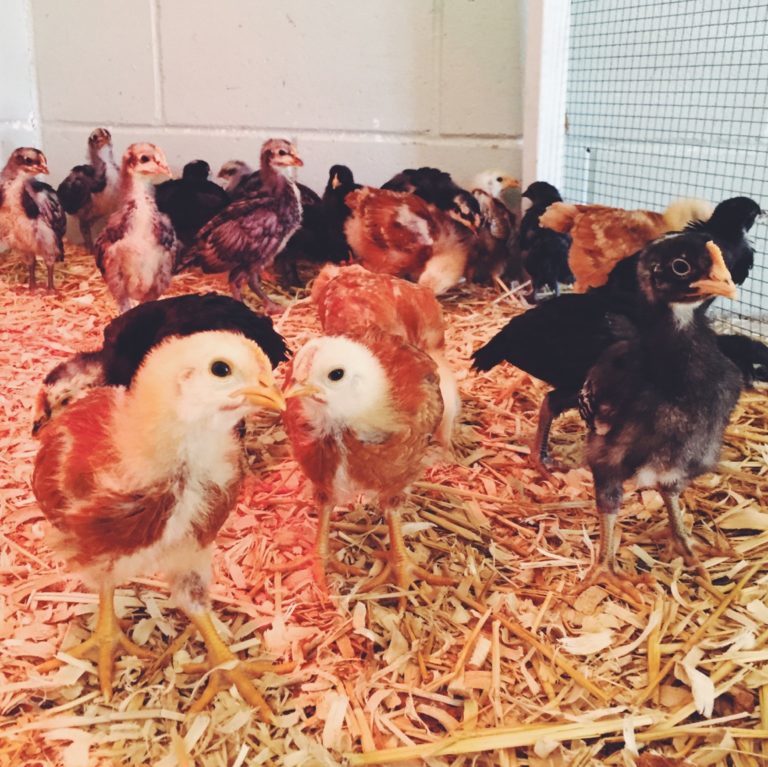 Everything You Need to Know About Heritage Chickens Coastal Roots Farm