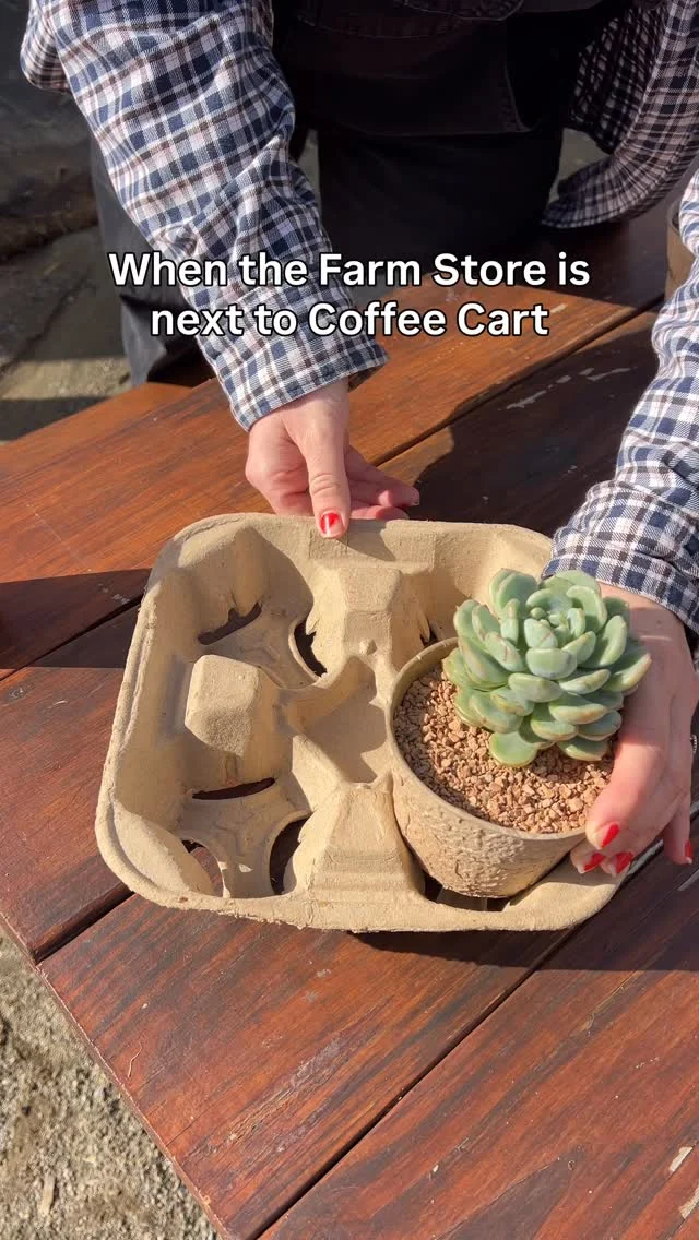 succulent plants that stay small Small Succulent Arrangement – Just Succ It main image 1